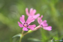 何かおかしい　　季節はずれの芝桜