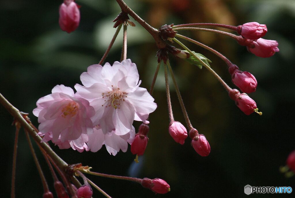 枝垂れの開花