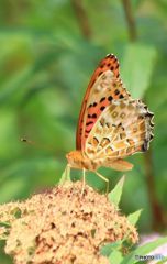 ヒョウモンチョウ