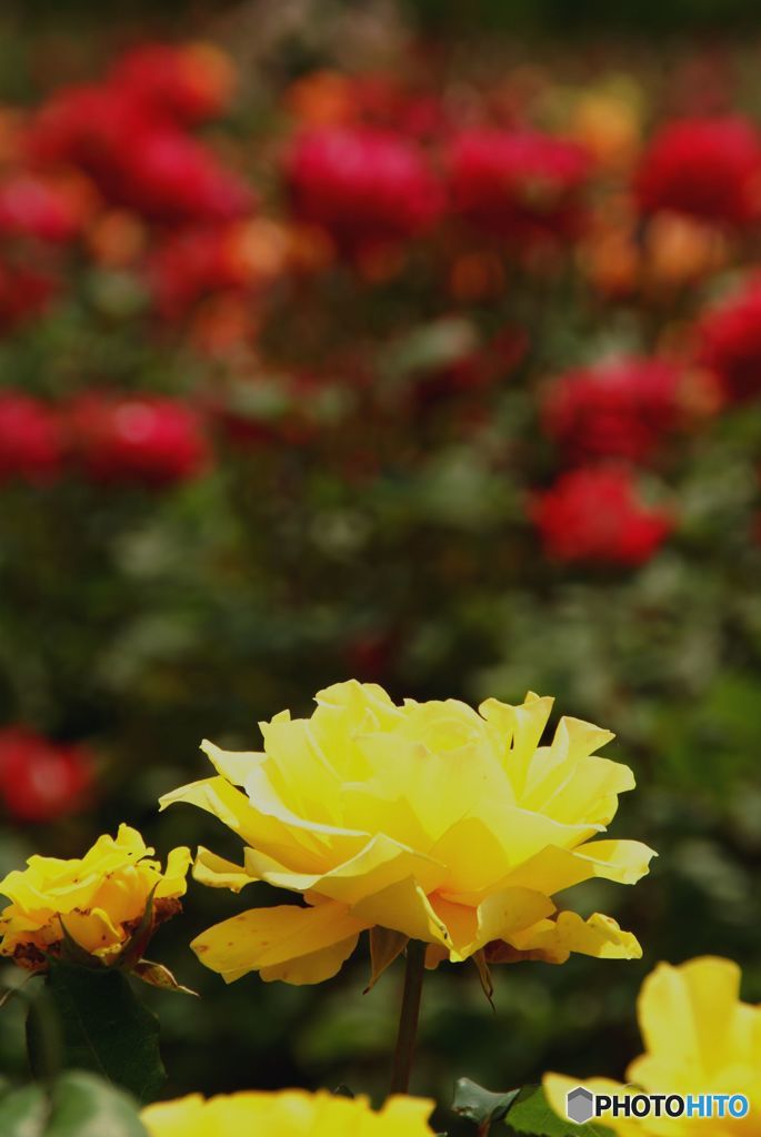 薔薇　・　ヘンリーフォンダ