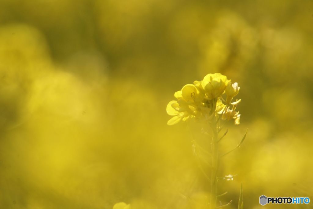 逆光の菜の花