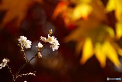 黄葉のもみじをバックに　仁王桜