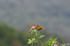 蔵出し　：　山上の　アゲハチョウ