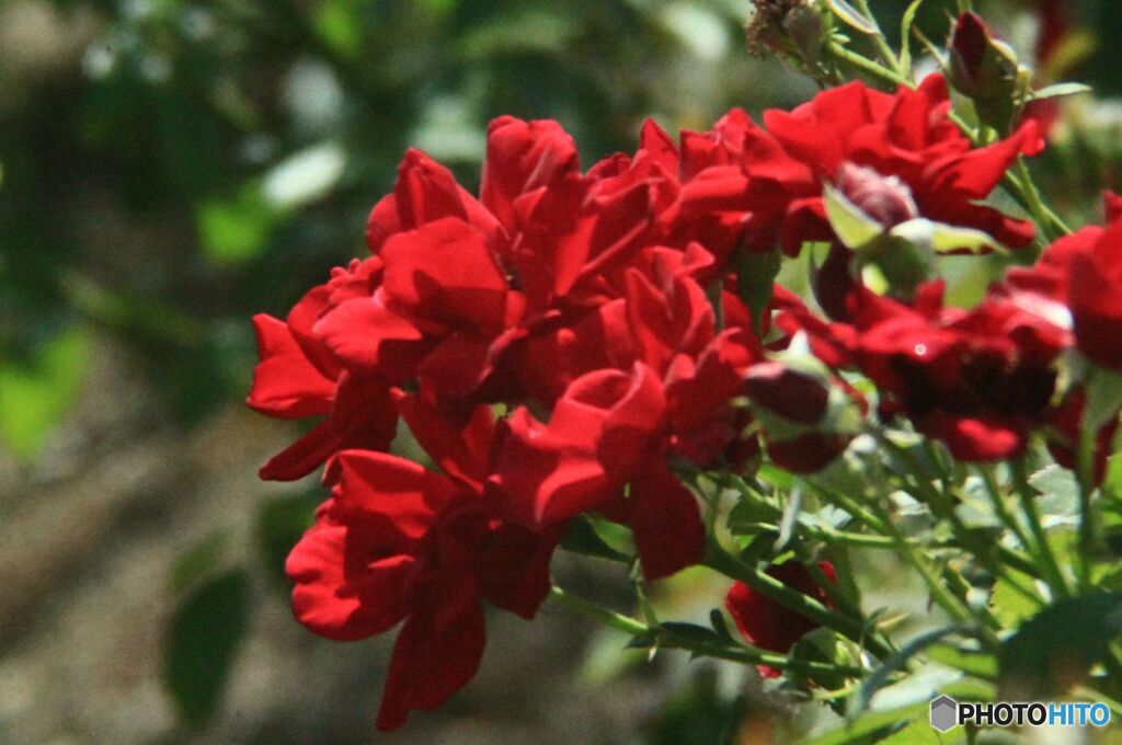 バラ公園シリーズ　　ばら　フレンシャム