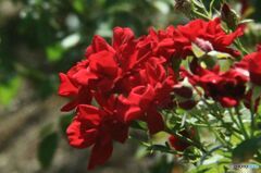 バラ公園シリーズ ばら フレンシャム