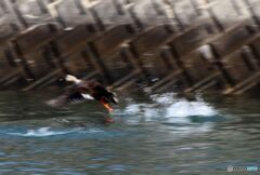 それ、逃げろ！