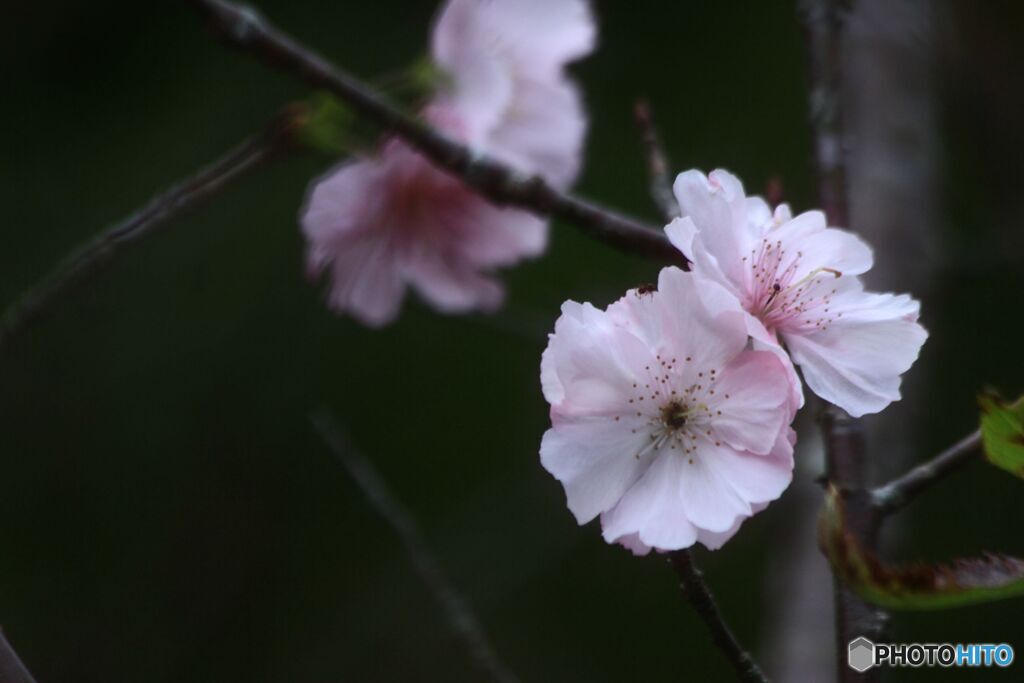 10月桜
