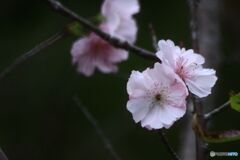 10月桜
