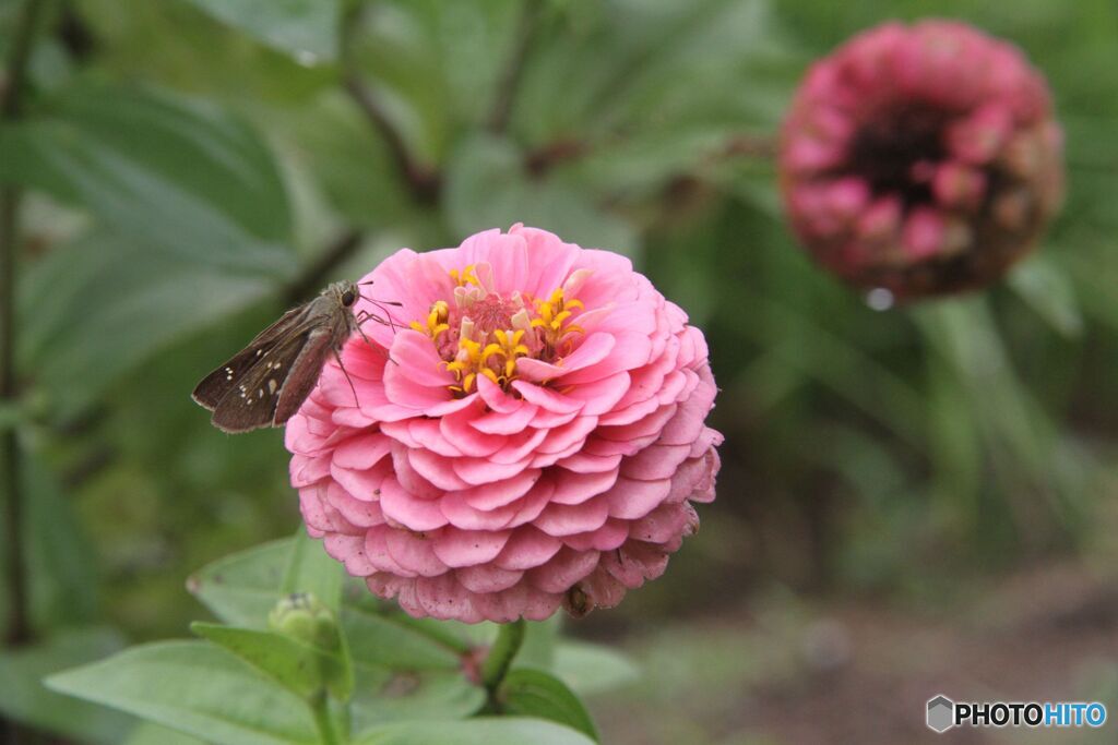 ポンポンジニアとセセリチョウ