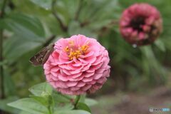 ポンポンジニアとセセリチョウ