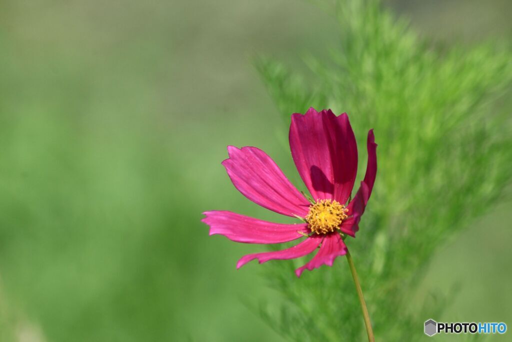 早咲きコスモス.1