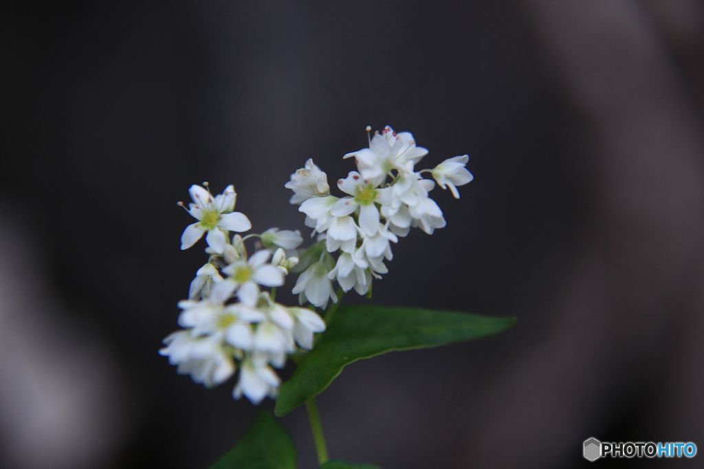 ソバの花