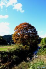 川沿いの木