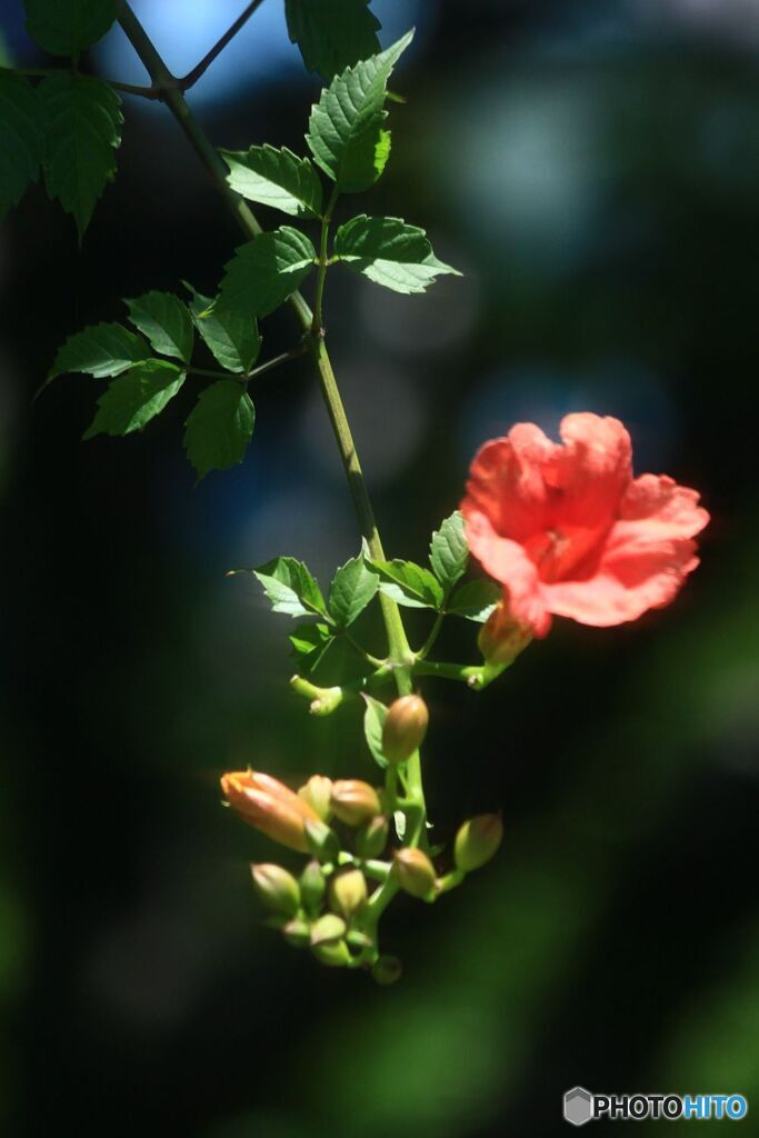 ノウゼンカズラ　一花