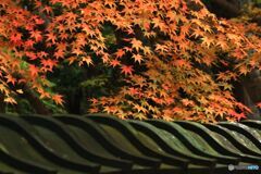 築地塀の瓦と紅葉