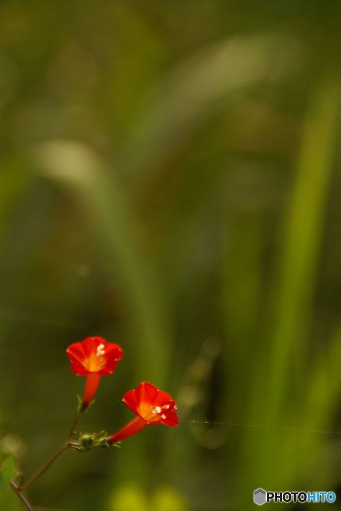 紅二点