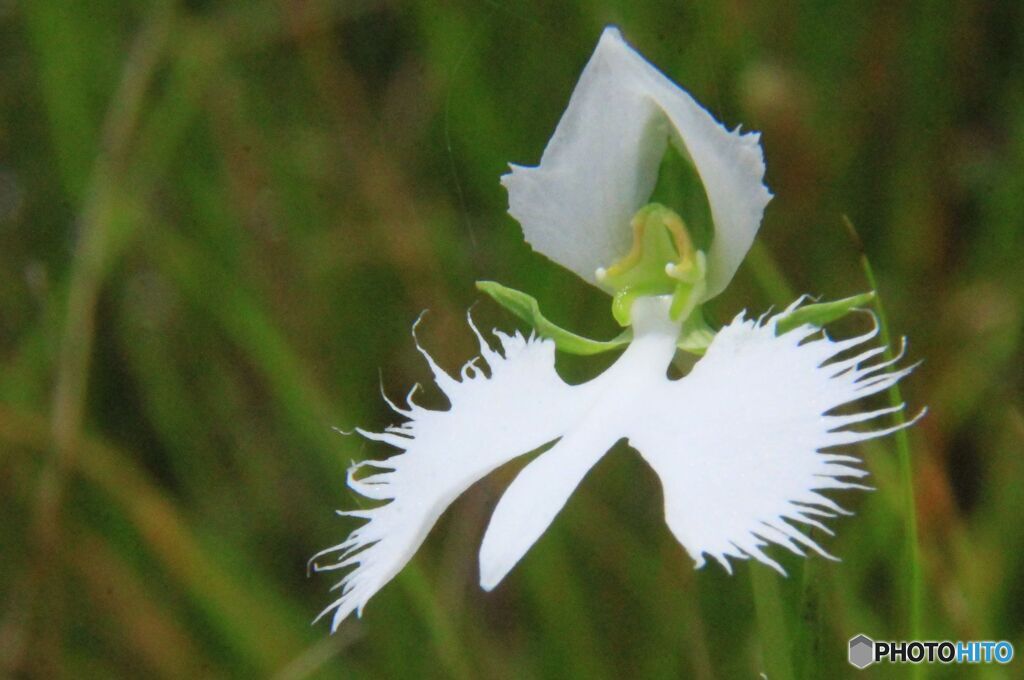 サギ草