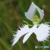 サギ草