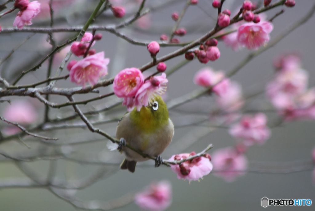 花蜜に誘われて