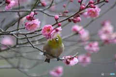 花蜜に誘われて