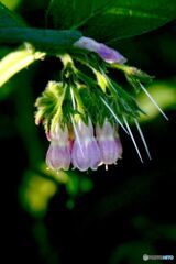 胡麻の花