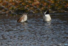 頭隠して・・・・