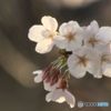咲きました　　まだ三部咲きくらいです