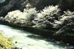 山中  川沿いの桜