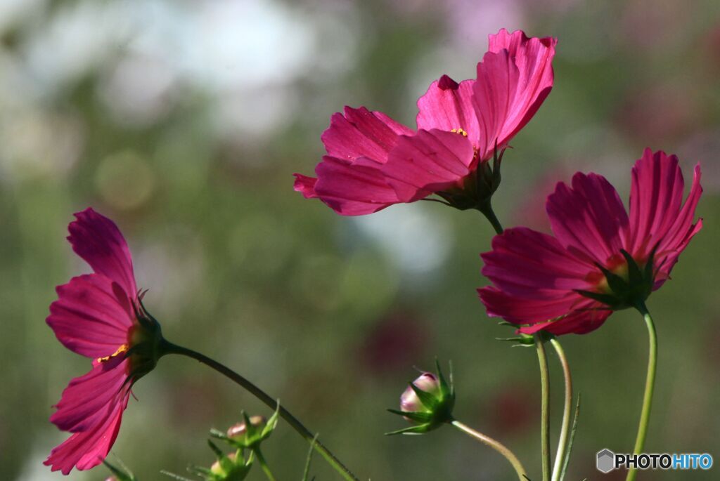 秋桜　左向け左