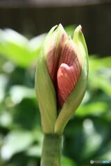 花芽膨らむ　アマリリス