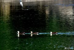 カルガモ編隊 カルガモ編隊