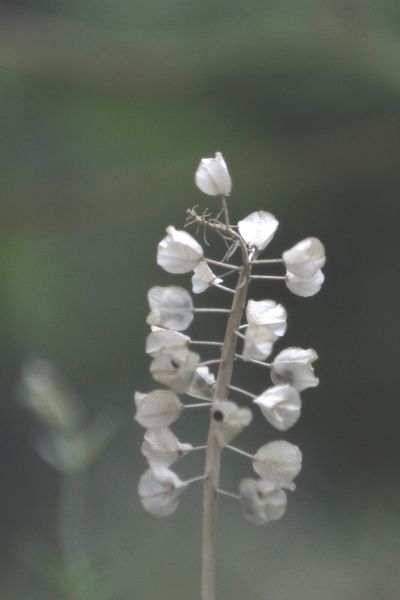 ムスカリの種子