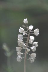 ムスカリの種子