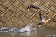 カルガモ　飛ぶ