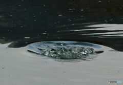 ホシハジロ　水に潜った