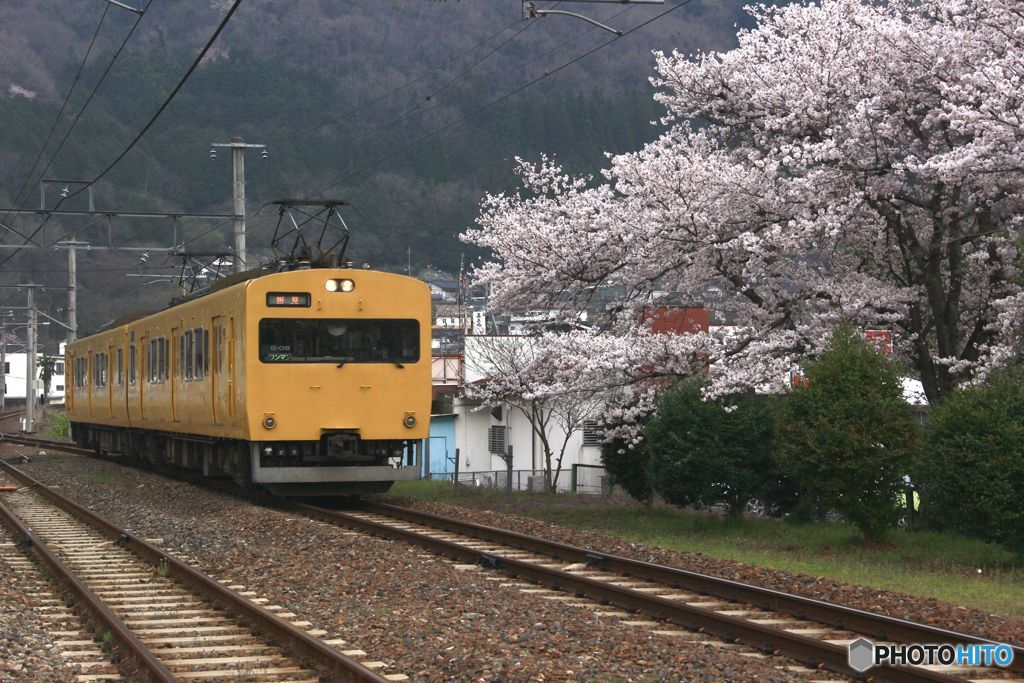 普通電車と桜