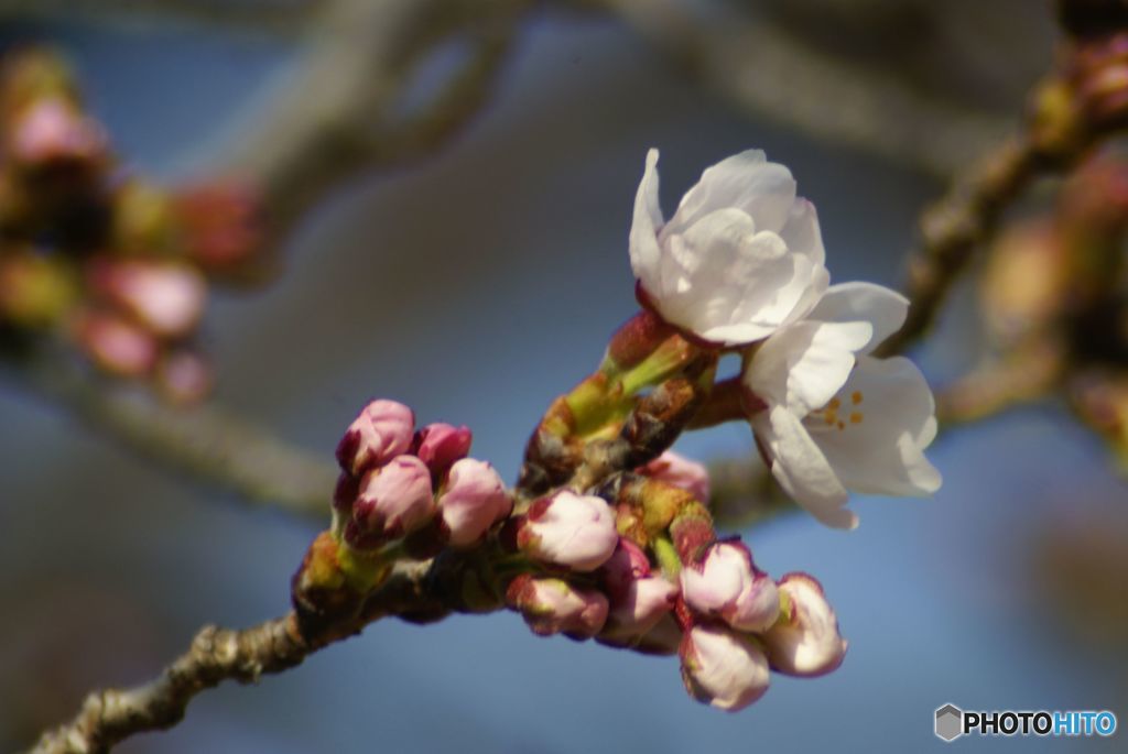 春がきた（17）桜が咲いた