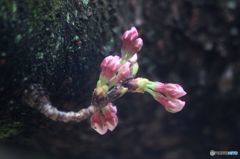 さくら　幹からの花芽