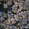 朝日を受ける桜