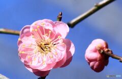 枝垂れの梅花