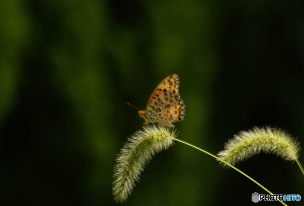 えのころ草にとまる　ヒョウモンチョウ