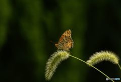 えのころ草にとまる　ヒョウモンチョウ