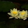 「モネ」　の睡蓮