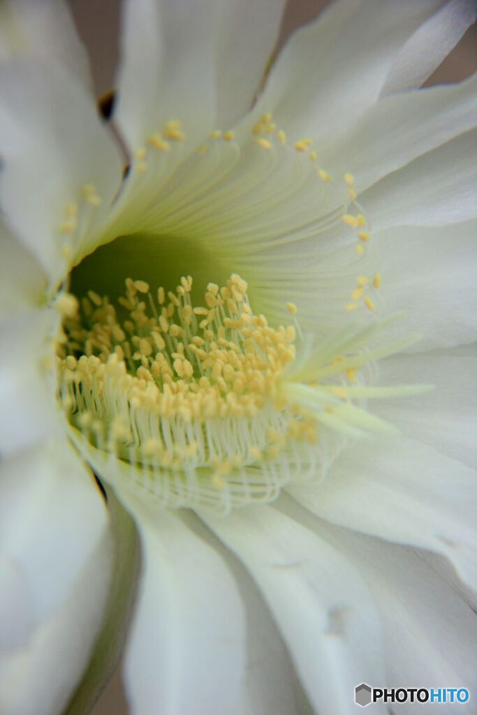 サボテンの花