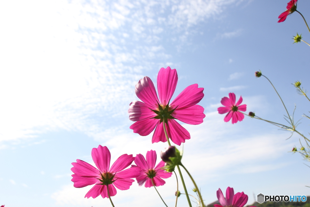 空 雲 コスモス