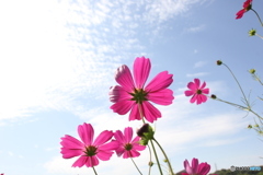 空 雲 コスモス 空 雲 コスモス