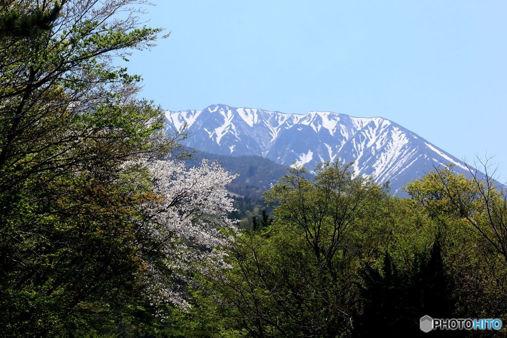 ヤマザクラ　と　大山北壁