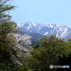ヤマザクラ　と　大山北壁