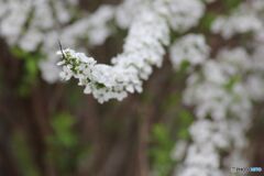 ユキヤナギ