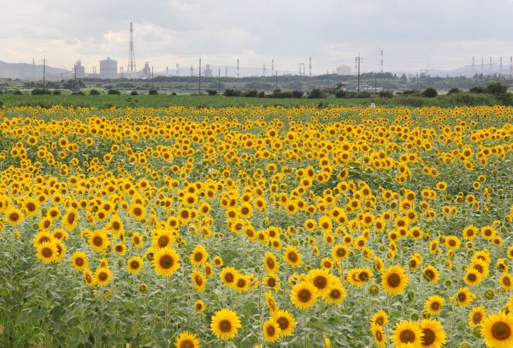 ひまわり畑　　2015